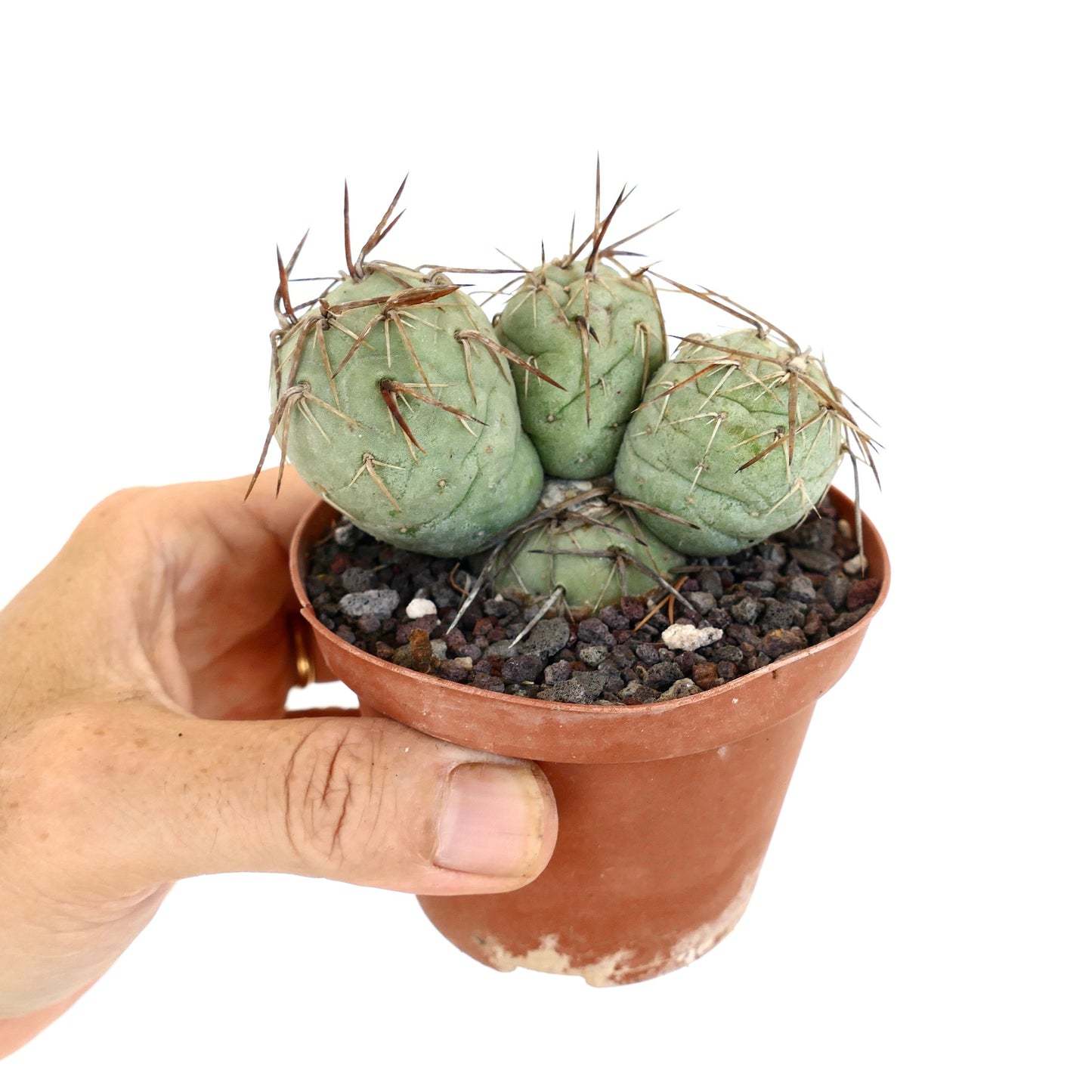 Tephrocactus geometricus BROWN SPINES