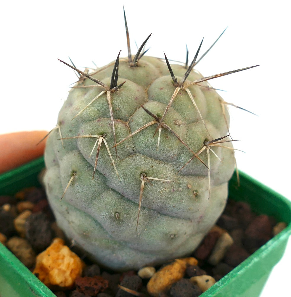 Tephrocactus geometricus BLACK SPINES