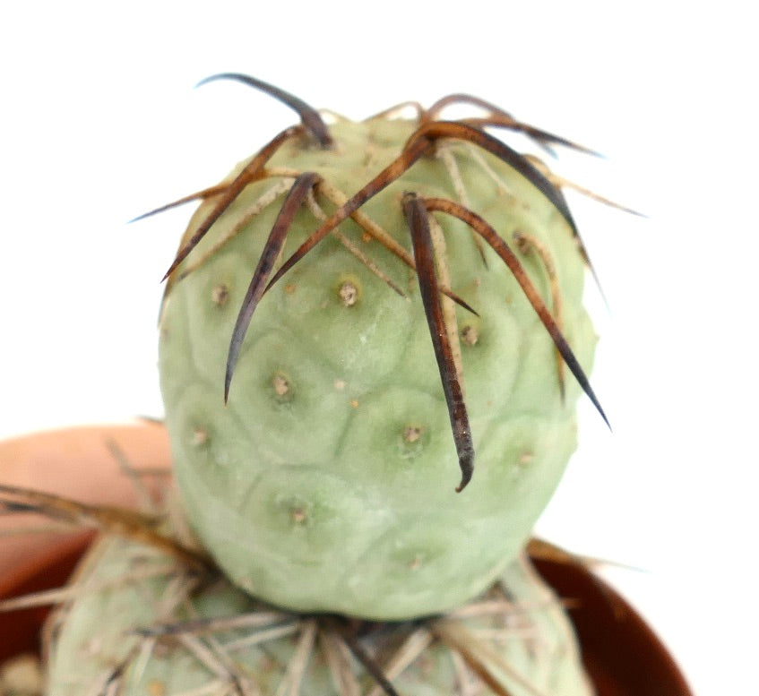 Tephrocactus geometricus BROWN SPINES