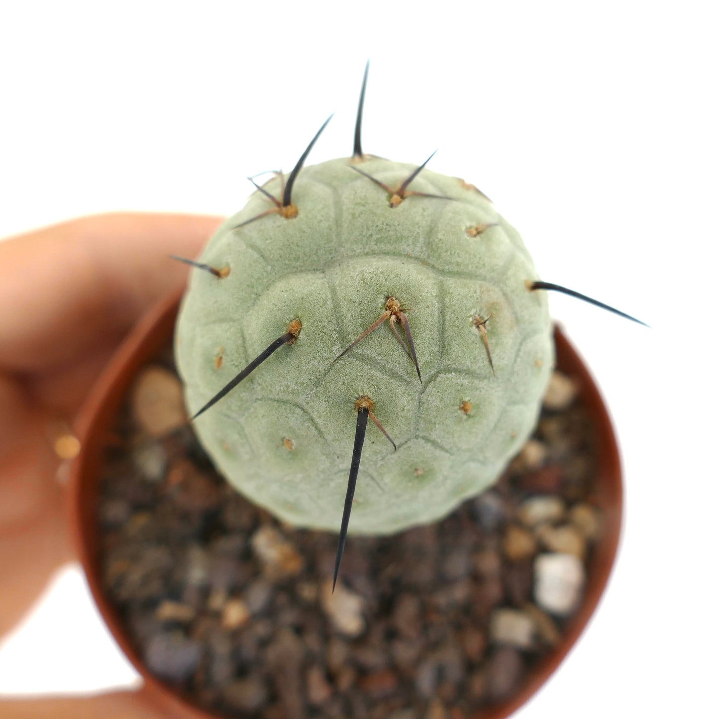 Tephrocactus geometricus BLACK SPINES