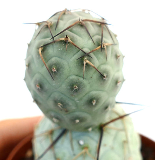 Tephrocactus geometricus BROWN SPINES