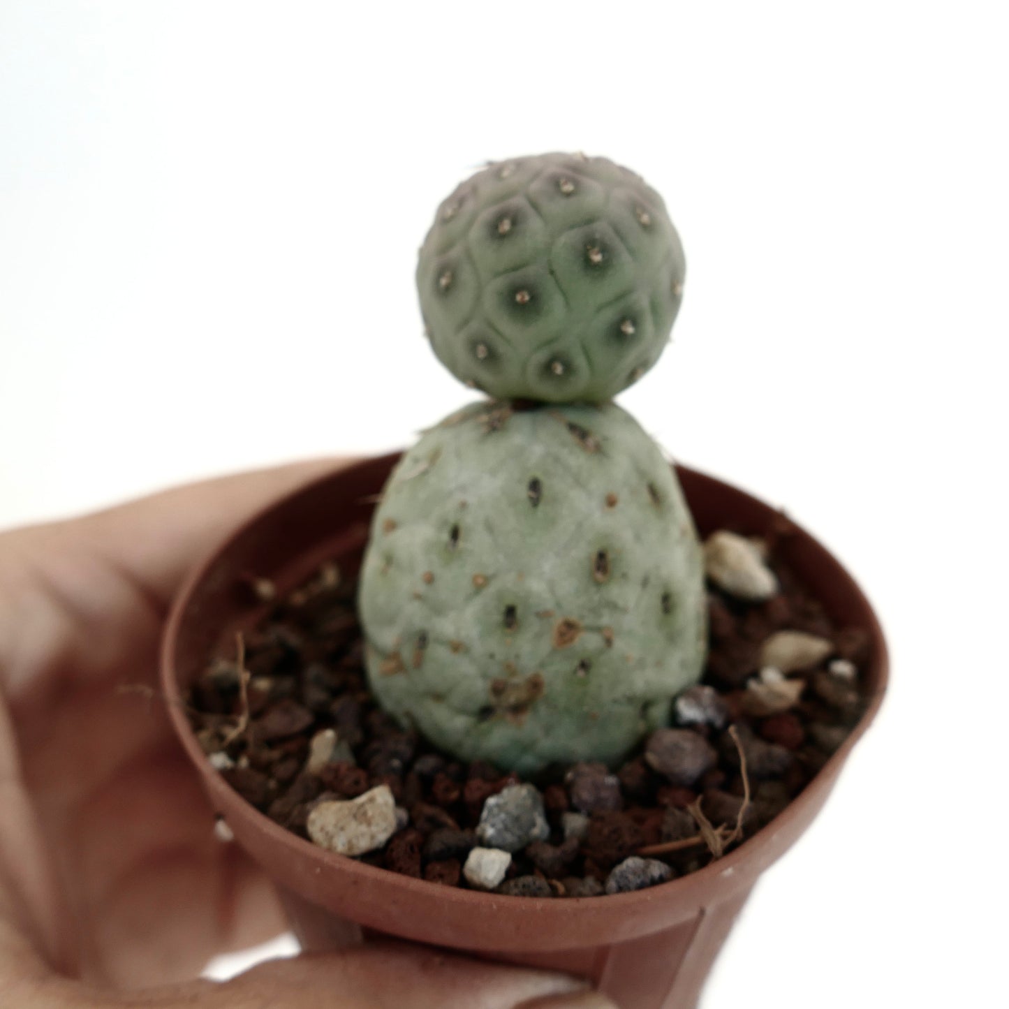 Tephrocactus geometricus