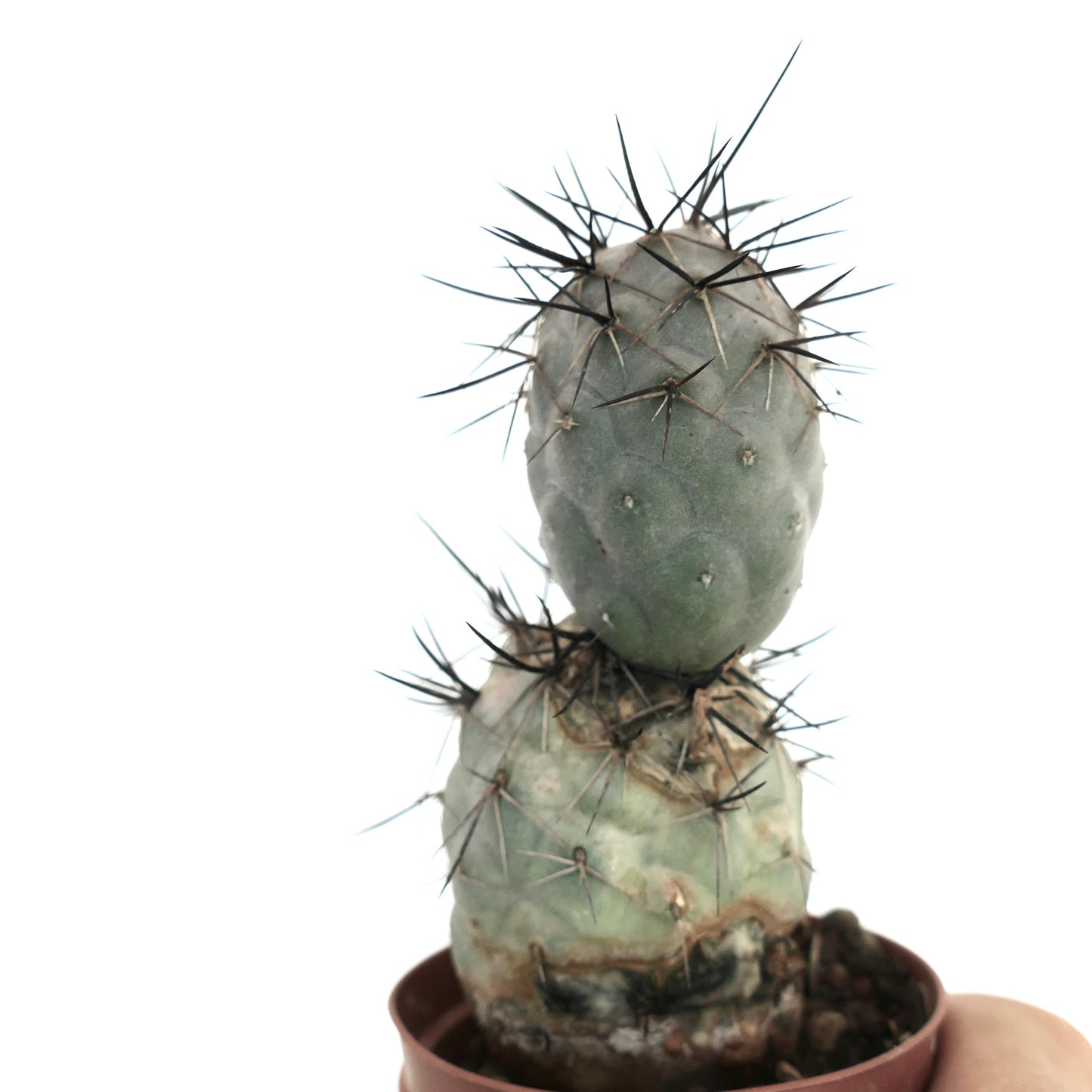 Tephrocactus geometricus BLACK SPINES