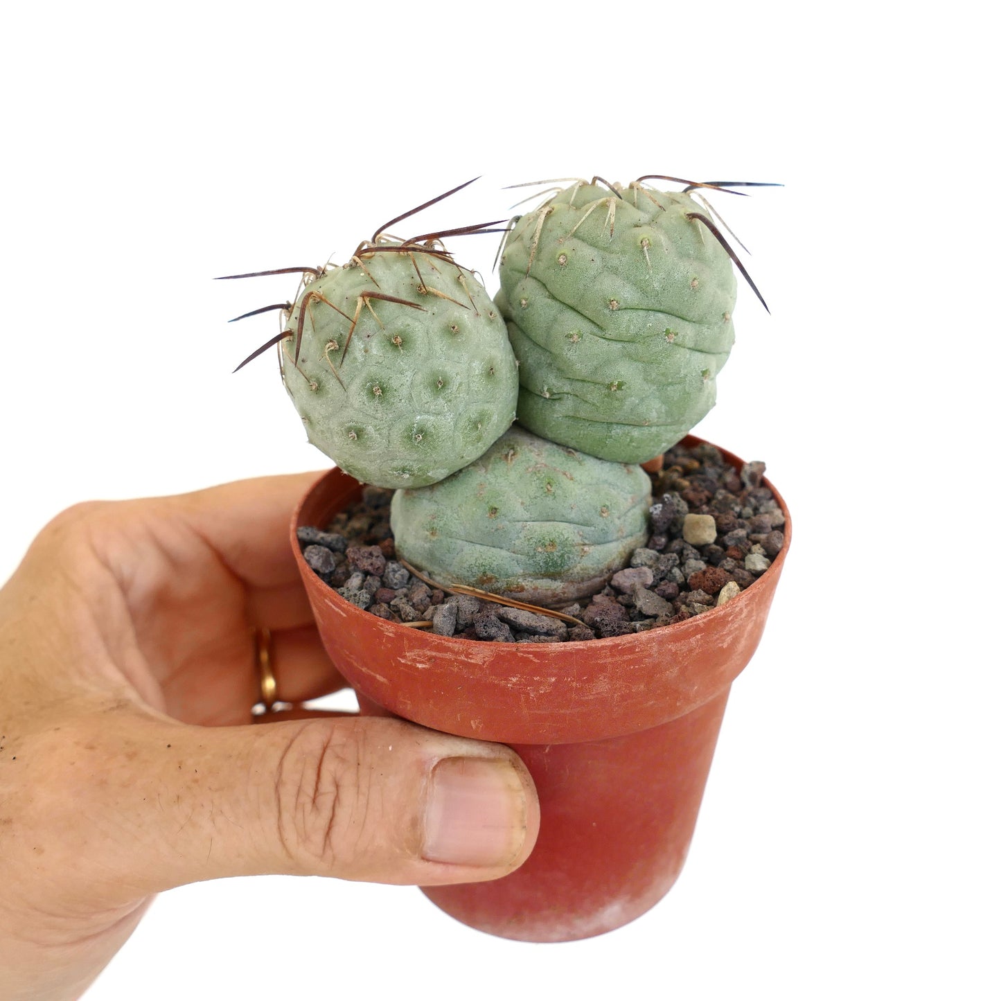 Tephrocactus geometricus BROWN SPINES