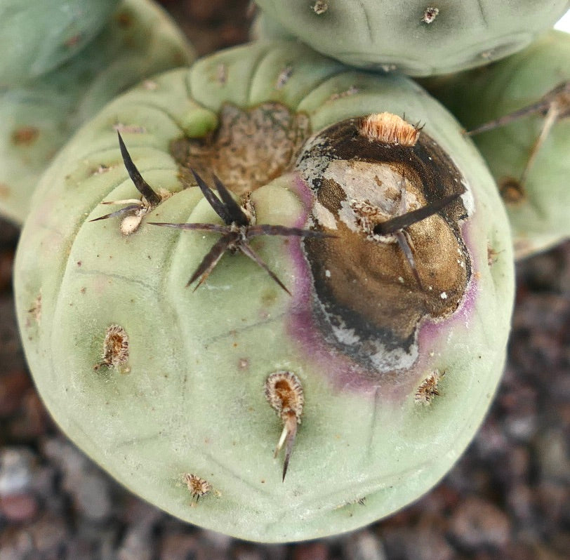 Tephrocactus geometricus 5 HEADS CLUSTER