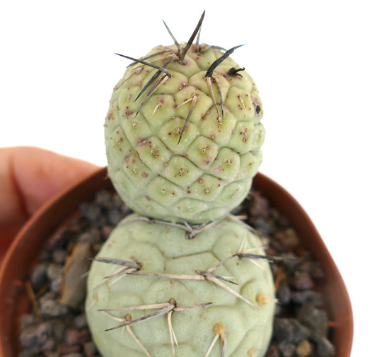 Tephrocactus geometricus BLACK SPINES