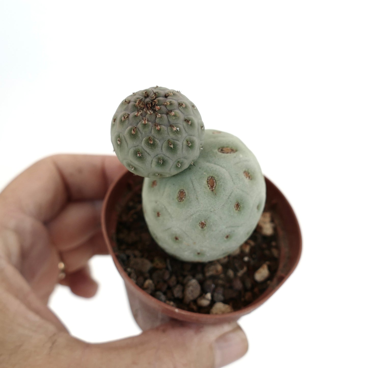 Tephrocactus geometricus