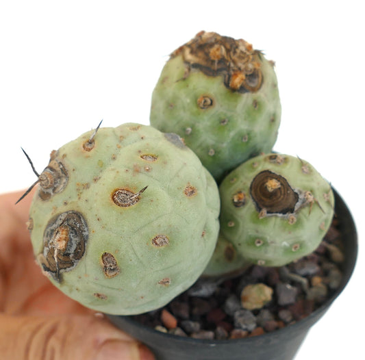 Tephrocactus geometricus