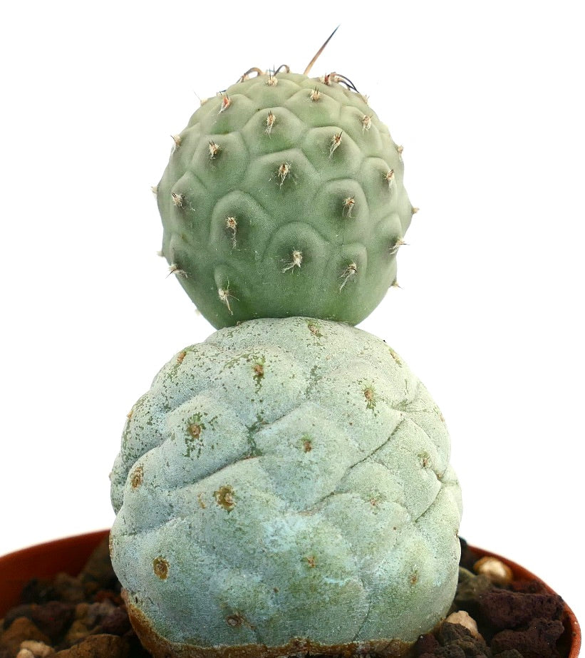 Tephrocactus geometricus BROWN SPINES