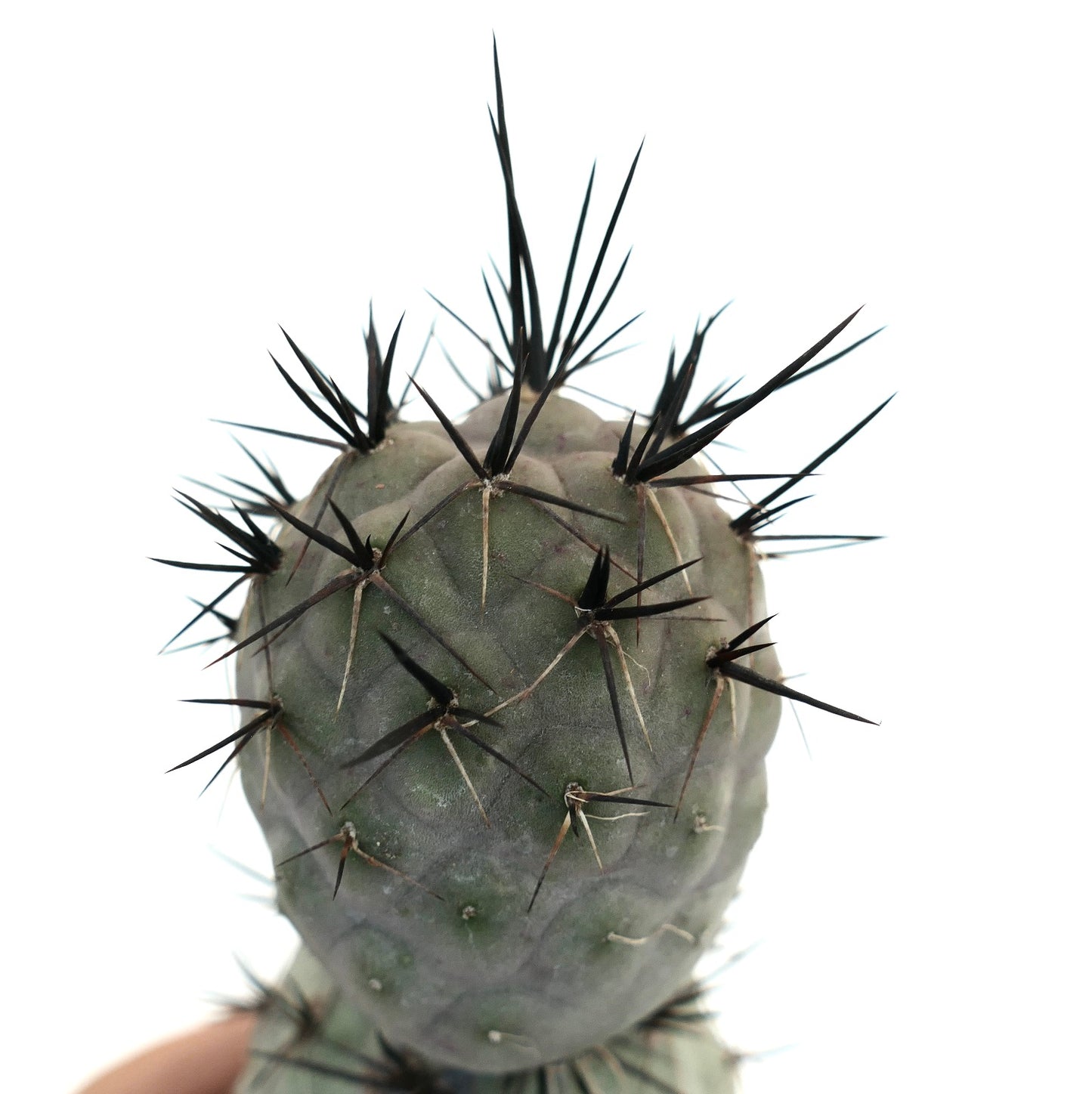 Tephrocactus geometricus BLACK SPINES