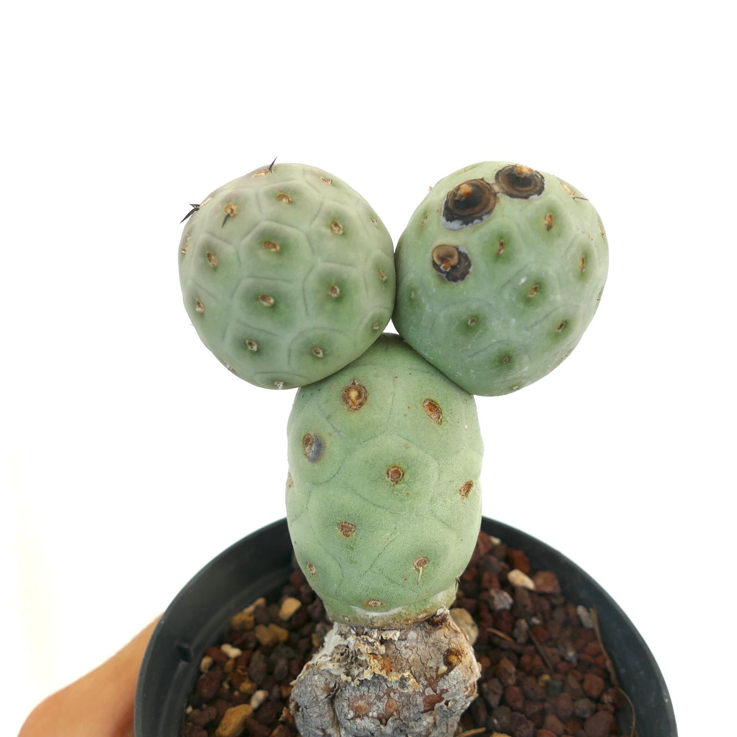 Tephrocactus geometricus