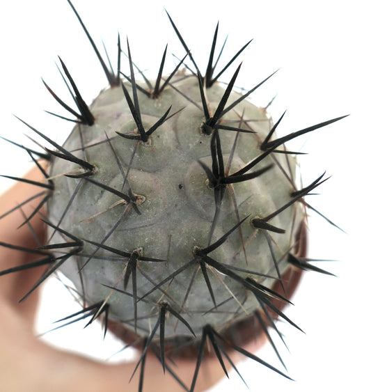 Tephrocactus geometricus BLACK SPINES