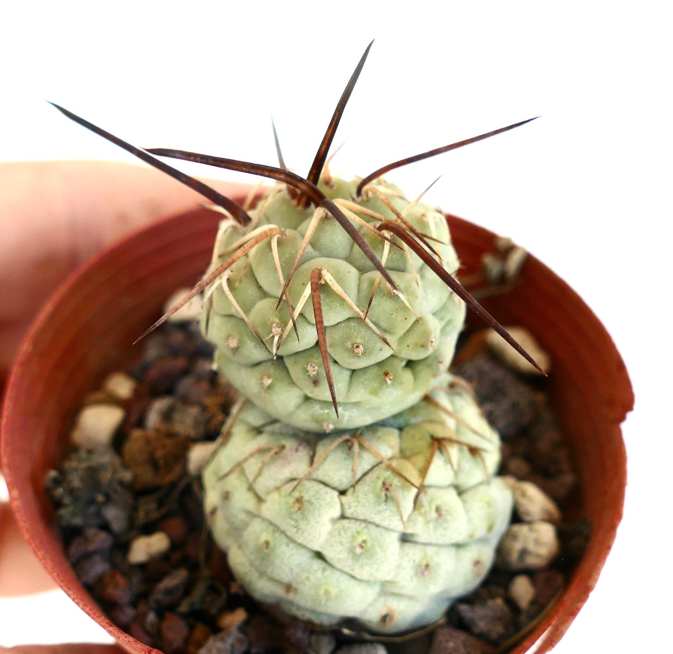 Tephrocactus geometricus BROWN SPINES