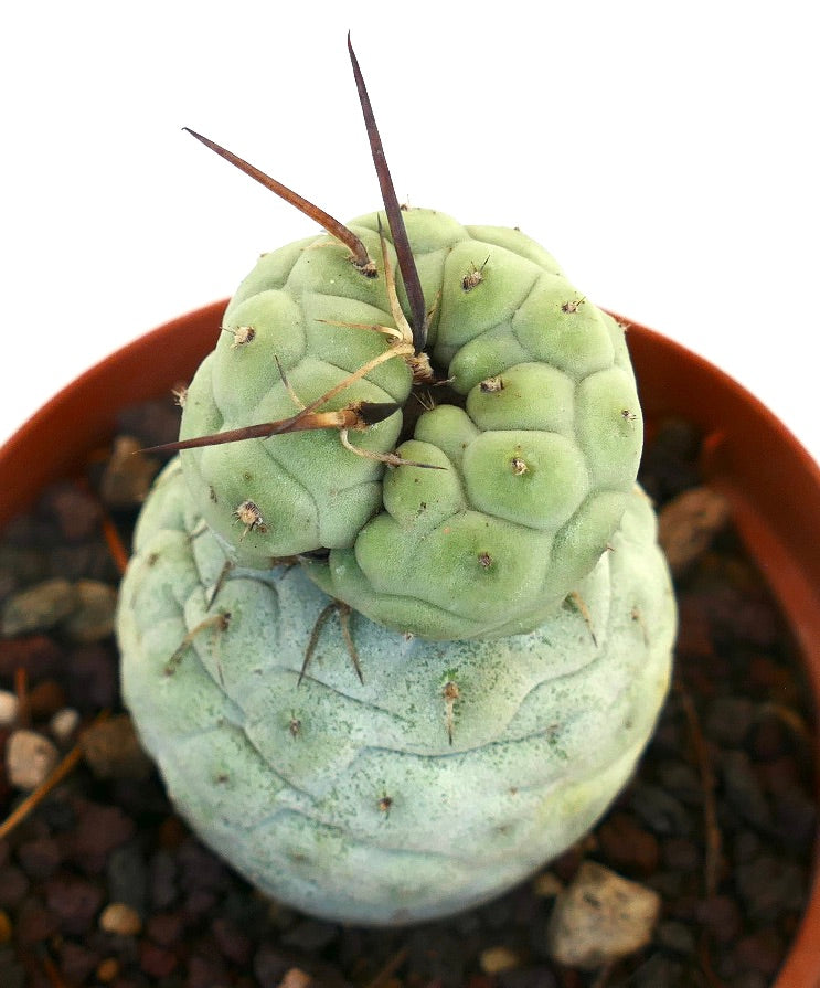 Tephrocactus geometricus BROWN SPINES