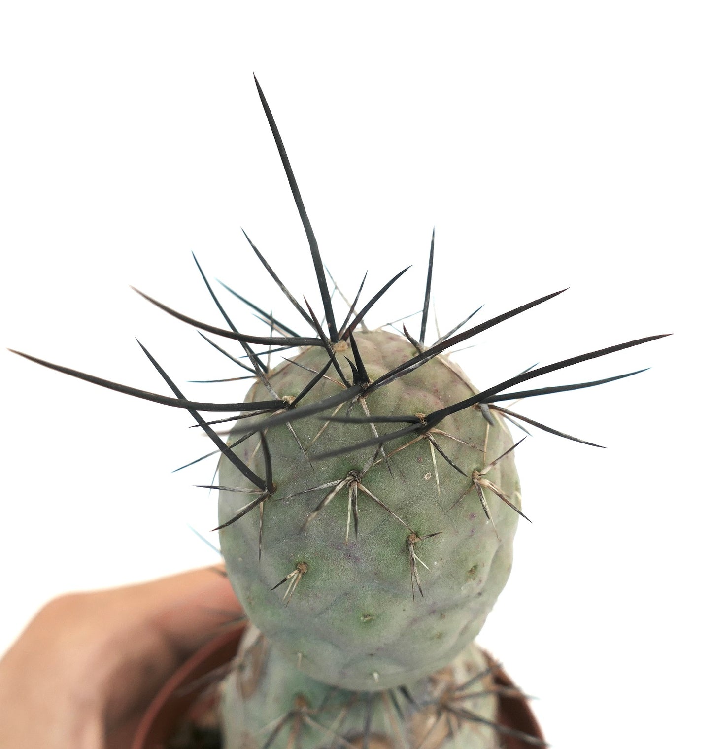 Tephrocactus geometricus BLACK SPINES