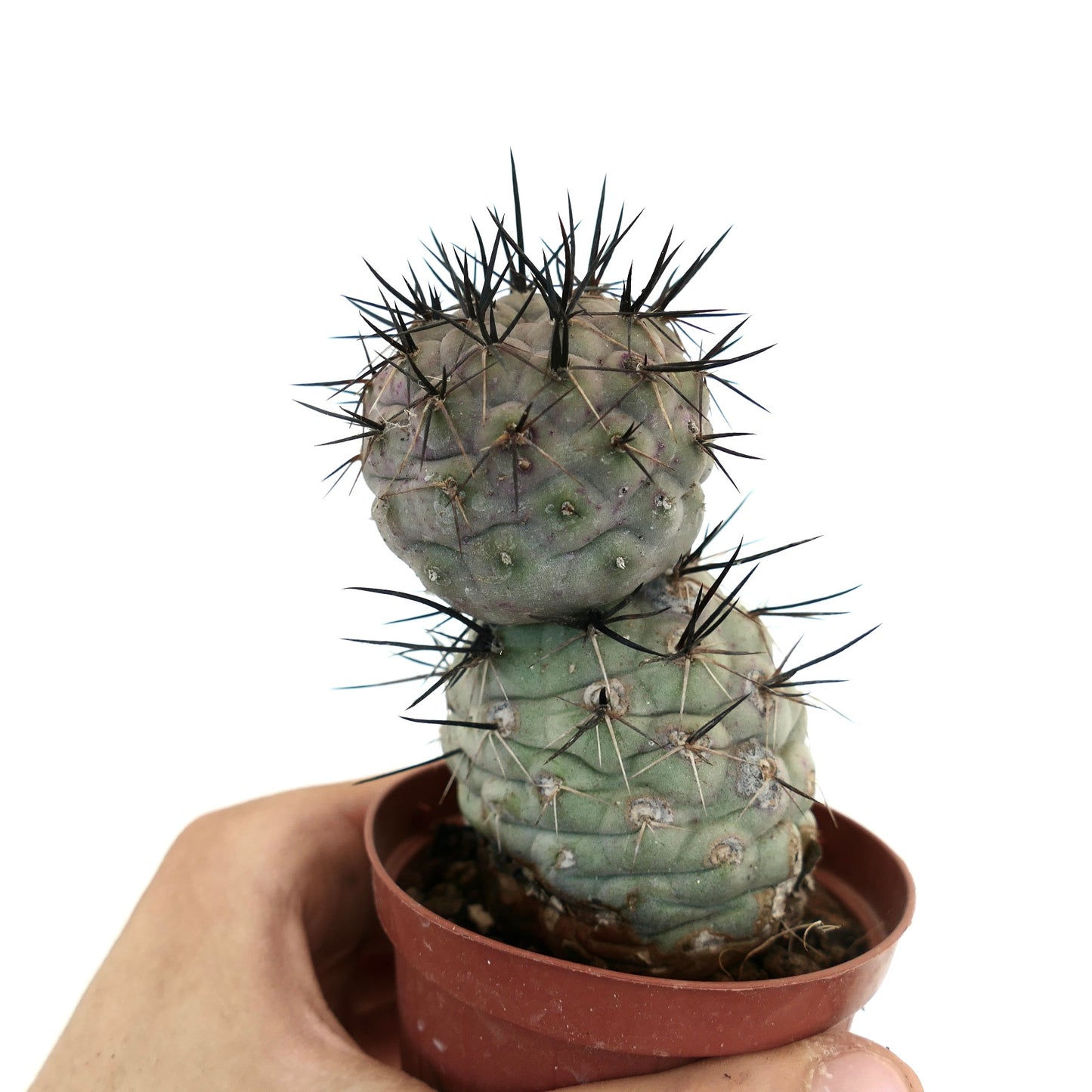 Tephrocactus geometricus BLACK SPINES