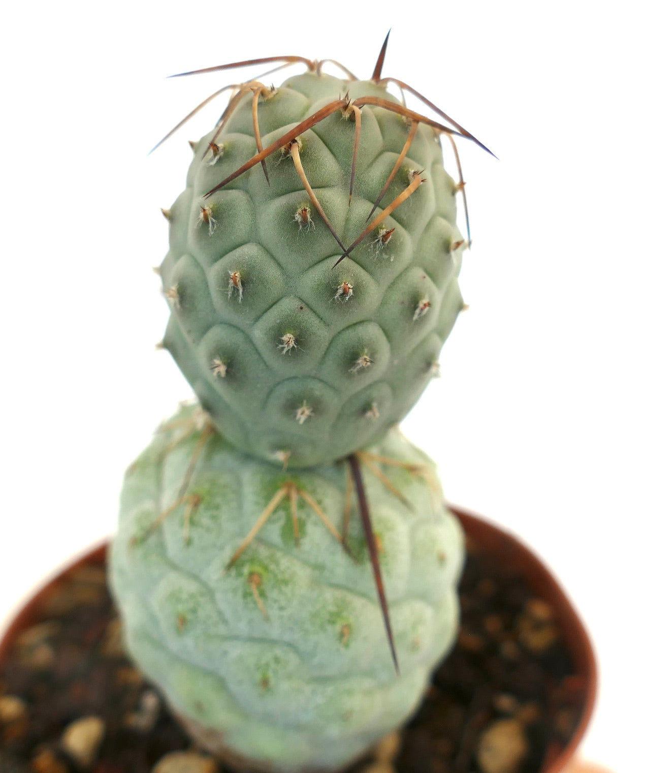 Tephrocactus geometricus BROWN SPINES