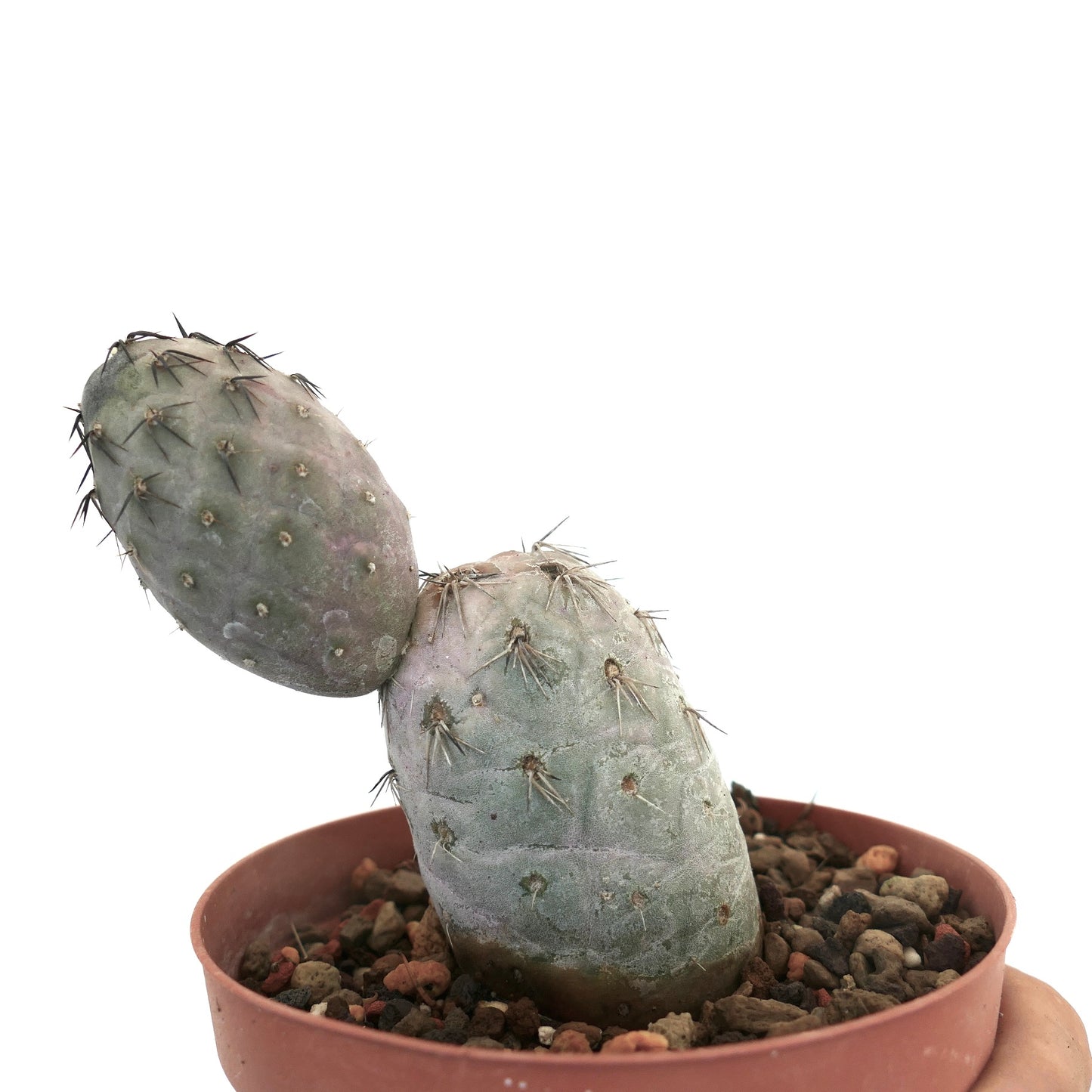 Tephrocactus geometricus BLACK SPINES