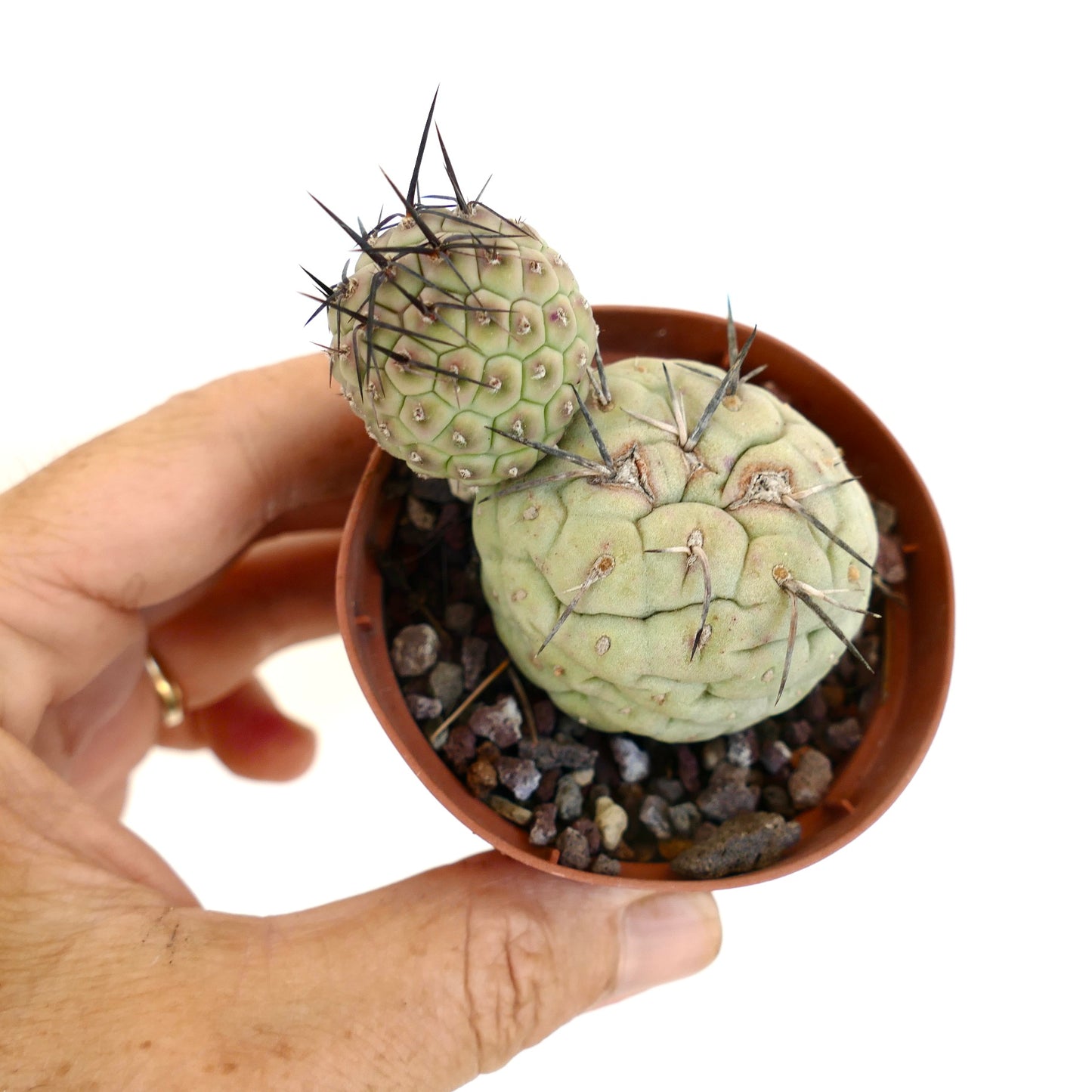 Tephrocactus geometricus BLACK SPINES