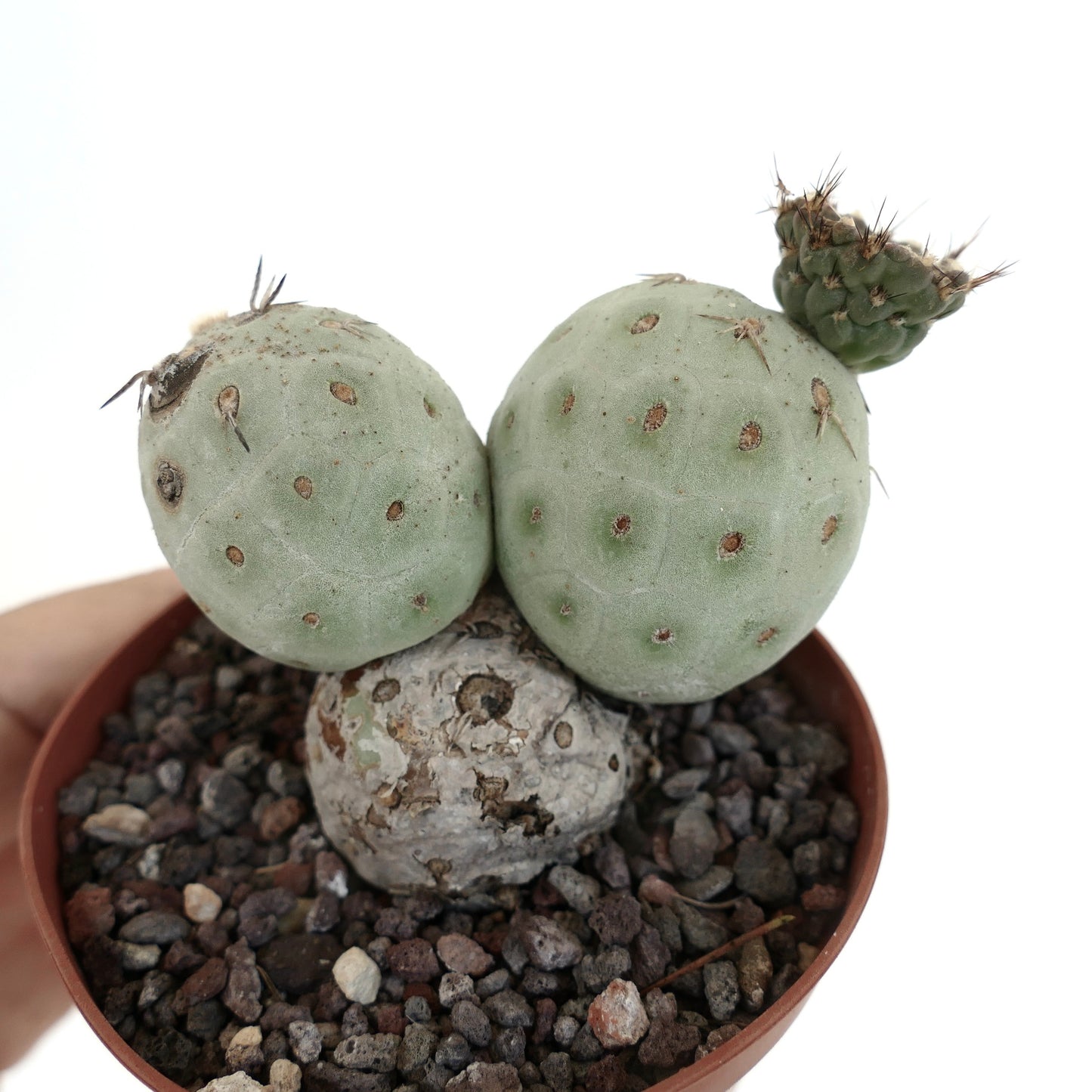 Tephrocactus geometricus