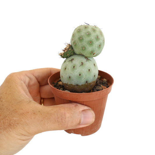 Tephrocactus geometricus