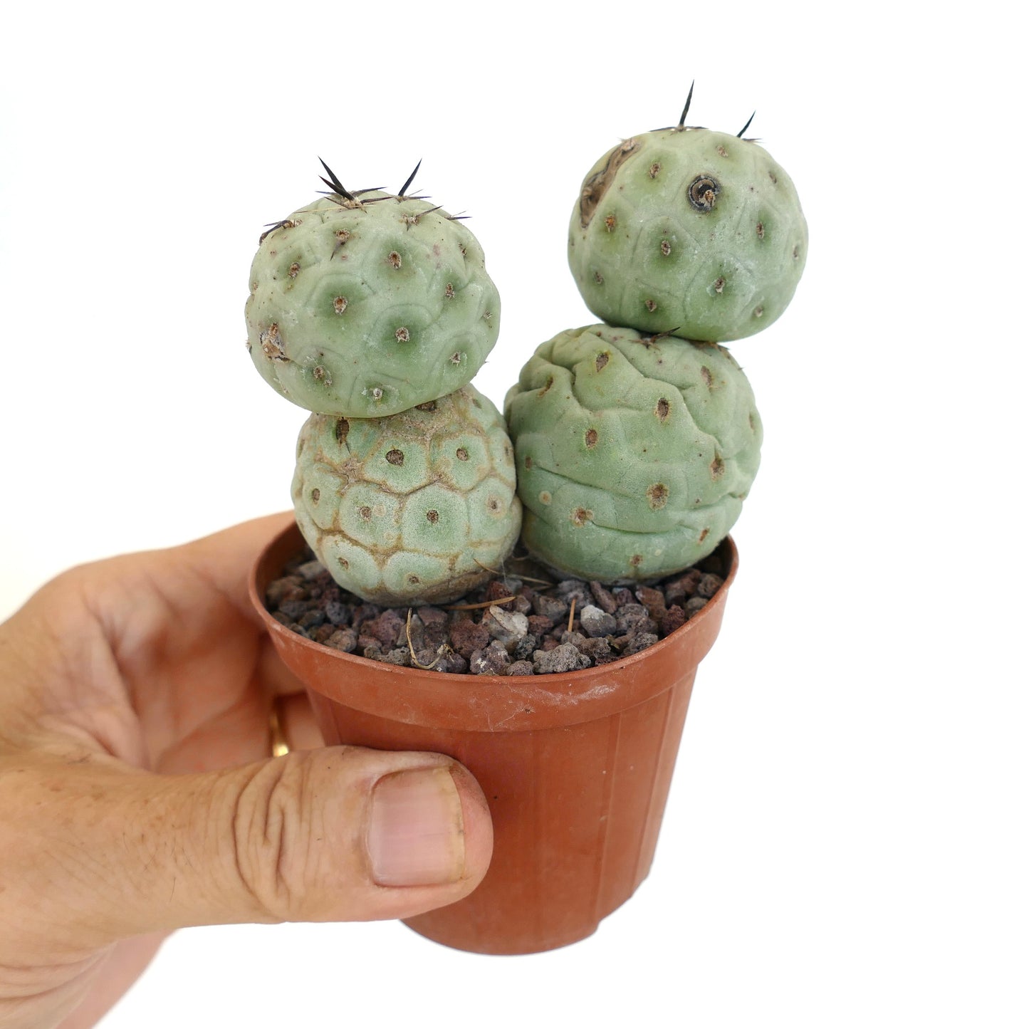 Tephrocactus geometricus BLACK SPINES