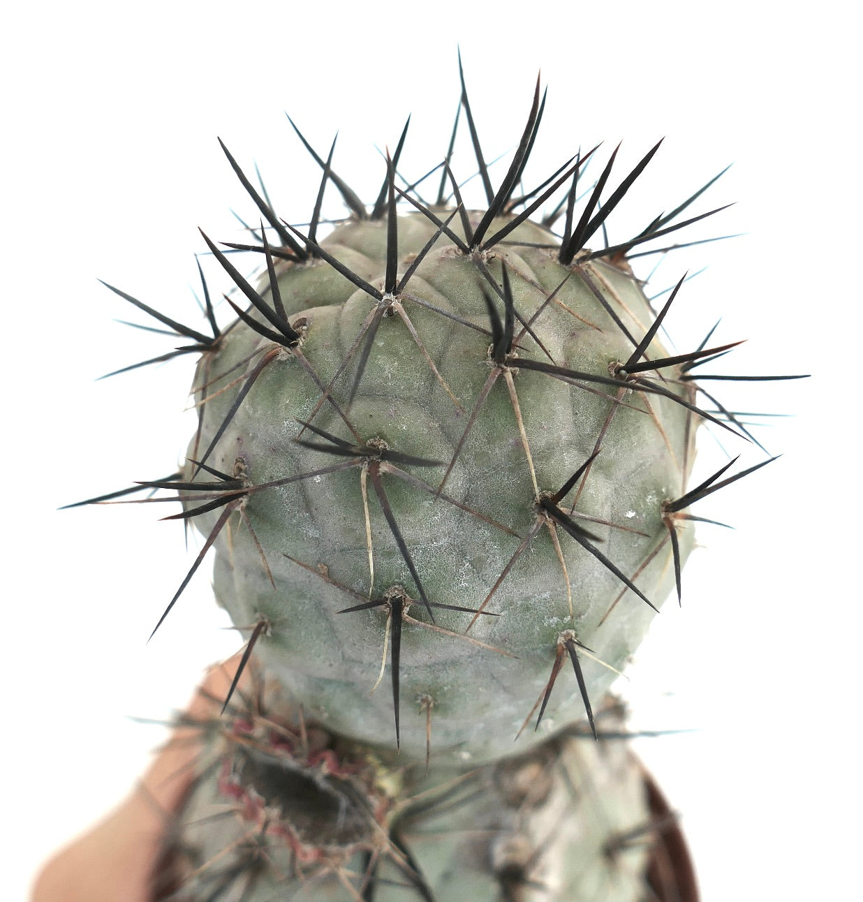 Tephrocactus geometricus BLACK SPINES