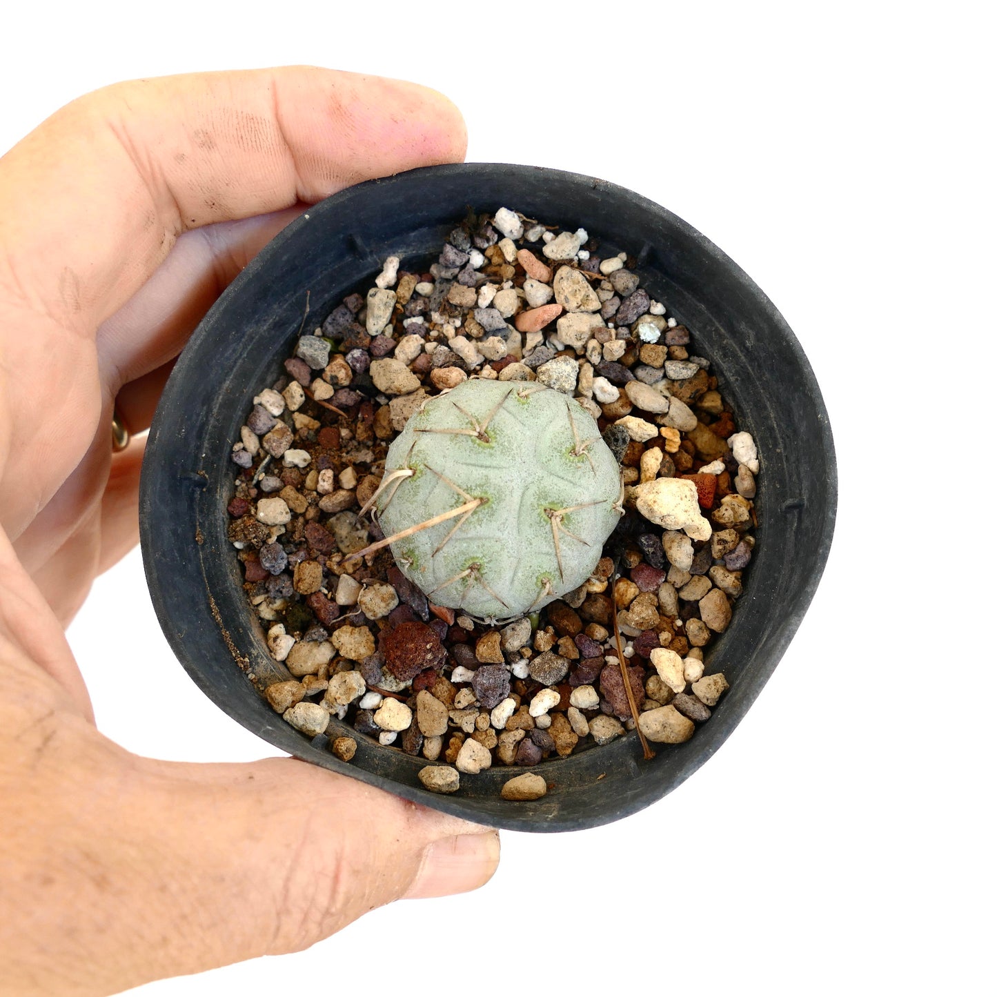 Tephrocactus geometricus WHITE SPINES