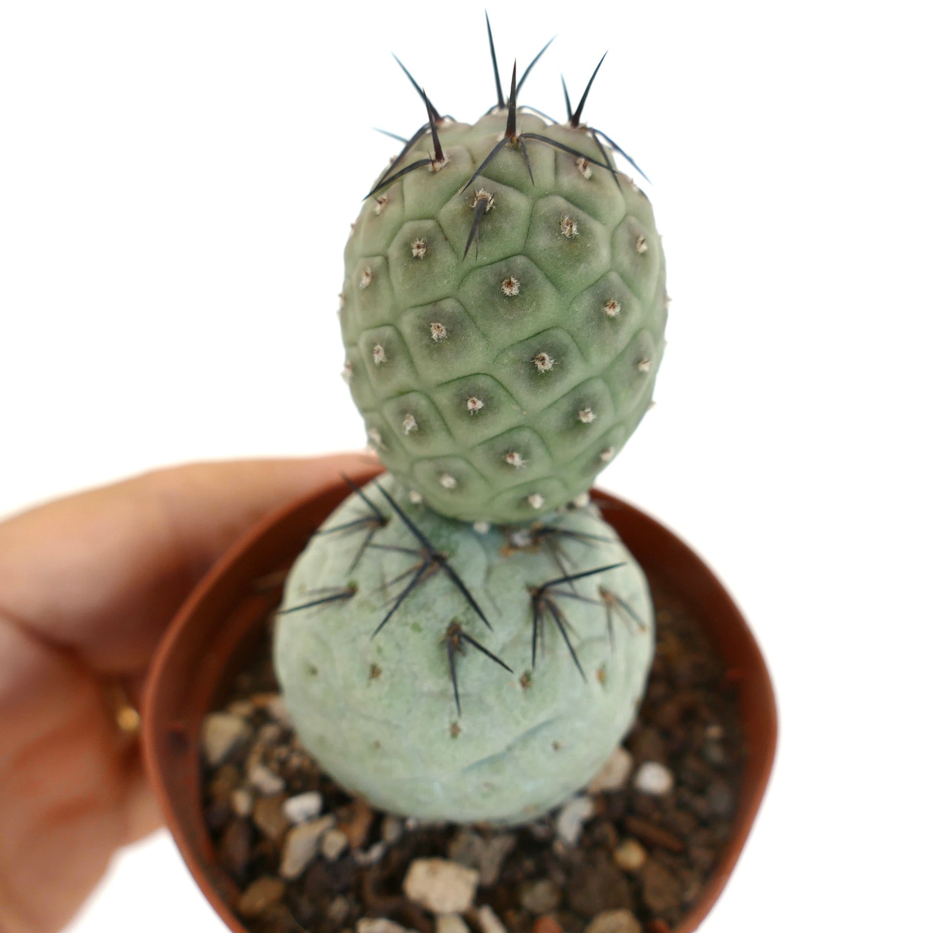 Tephrocactus geometricus | Black Spines | Worldwide Shipment | Buy Now ...