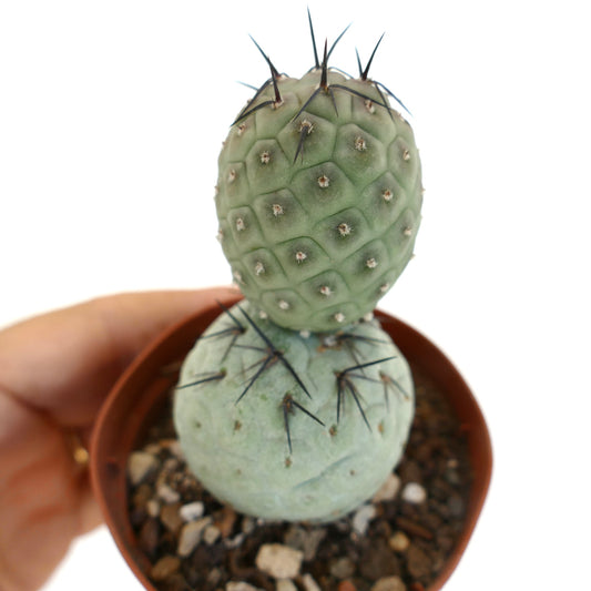 Tephrocactus geometricus BLACK SPINES