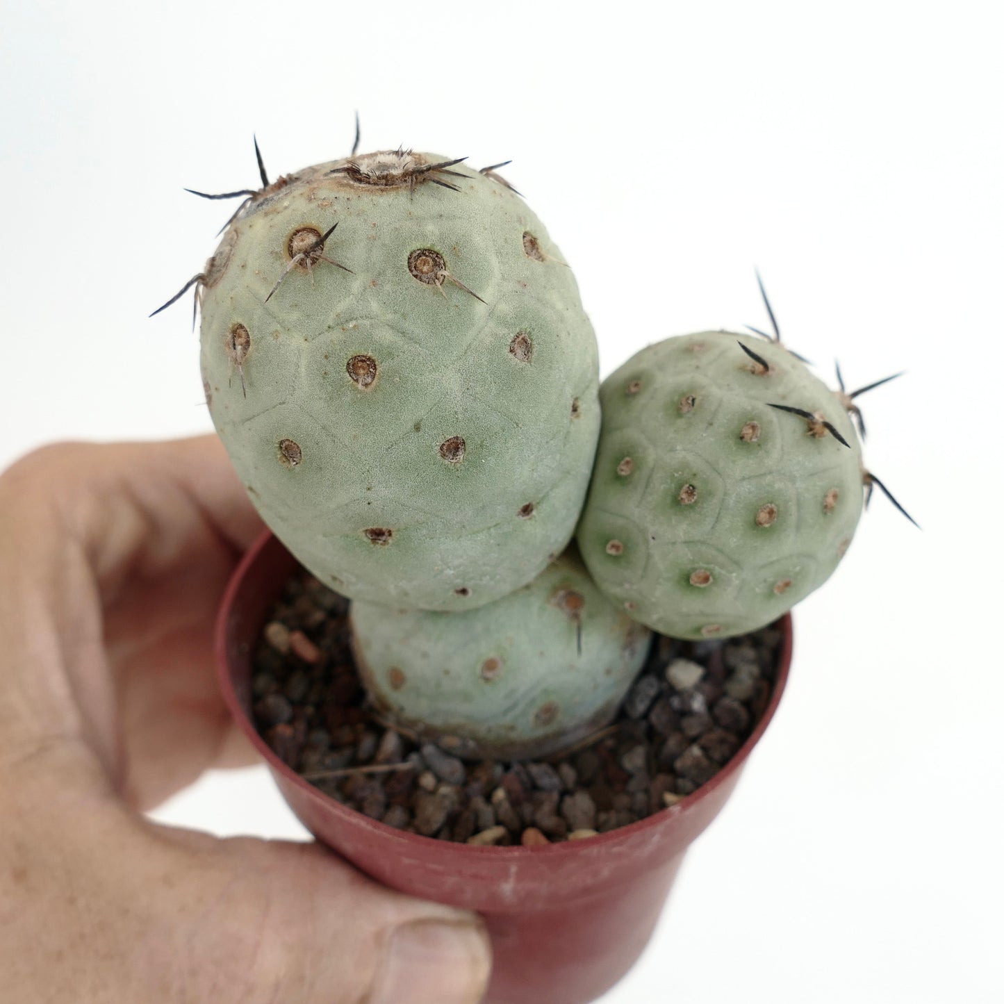 Tephrocactus geometricus