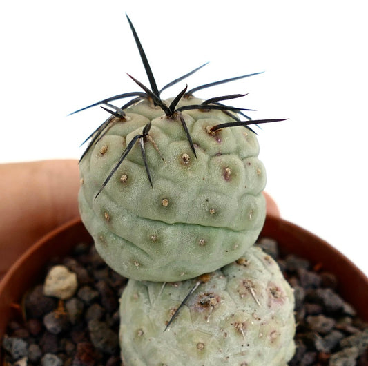 Tephrocactus geometricus BLACK SPINES