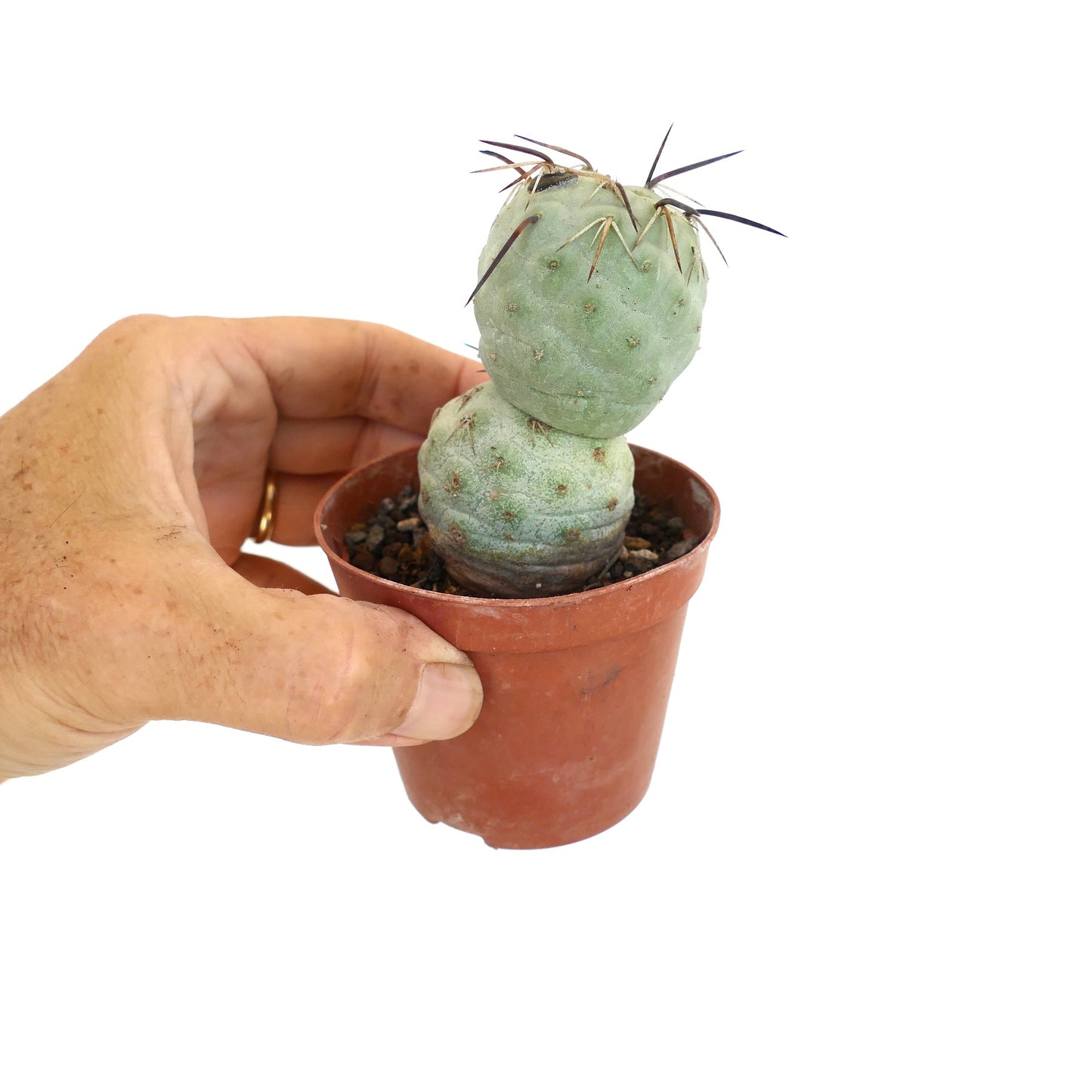 Tephrocactus geometricus BROWN SPINES