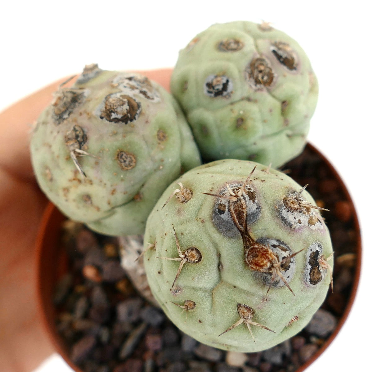 Tephrocactus geometricus