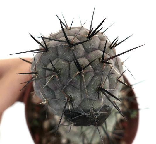 Tephrocactus geometricus BLACK SPINES