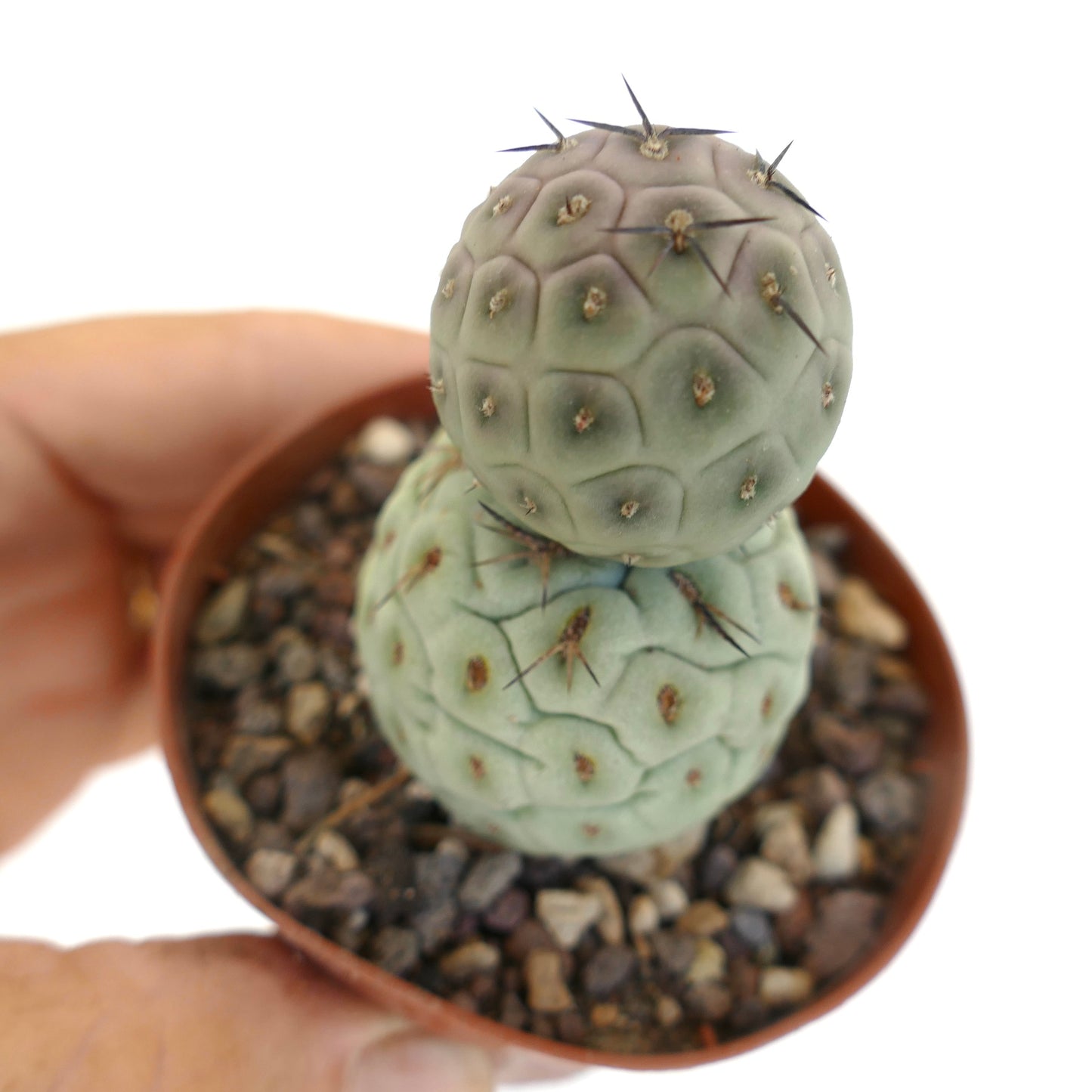 Tephrocactus geometricus BLACK SPINES