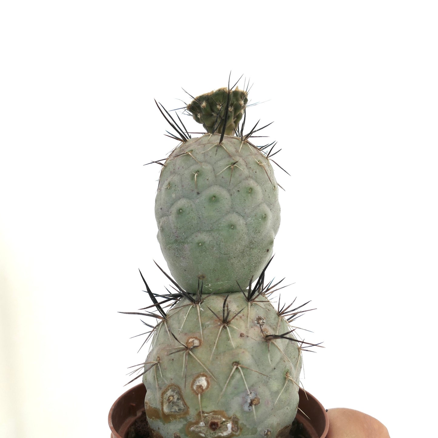 Tephrocactus geometricus BLACK SPINES