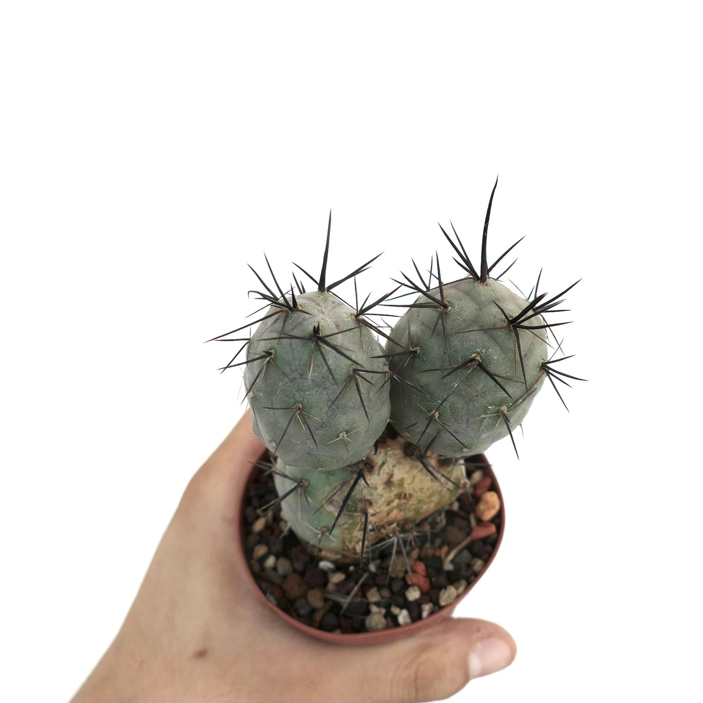 Tephrocactus geometricus BLACK SPINES