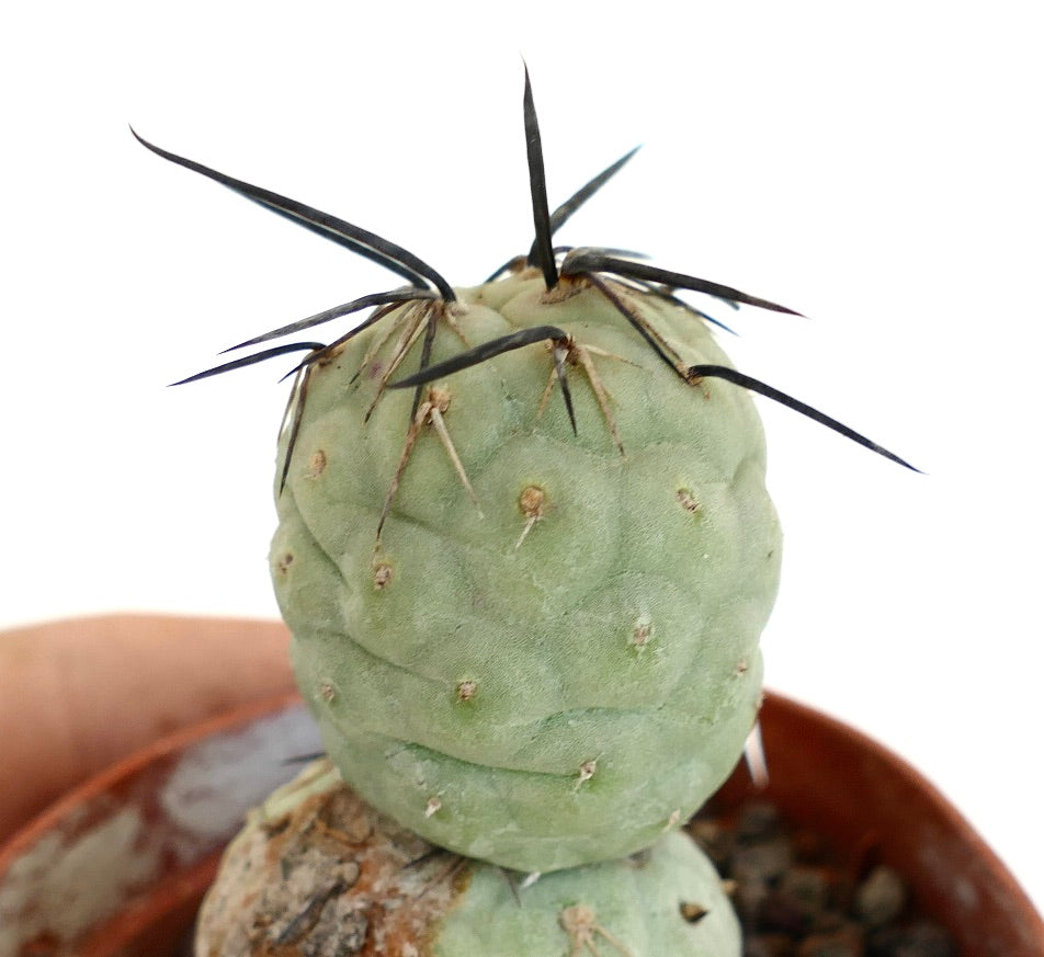 Tephrocactus geometricus BLACK SPINES