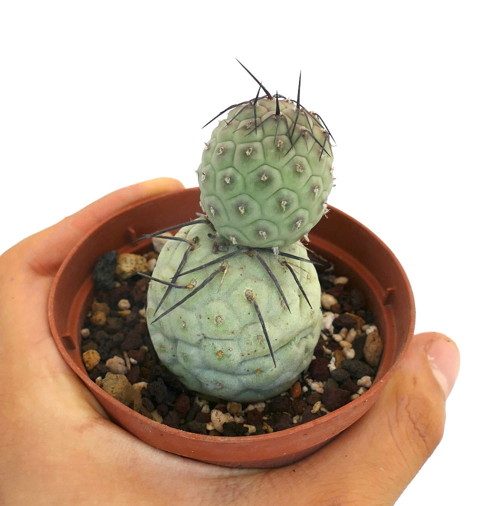 Tephrocactus geometricus BLACK SPINES