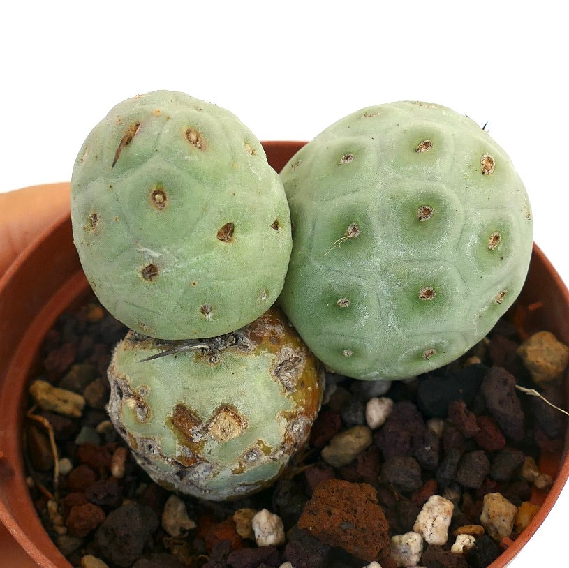 Tephrocactus geometricus