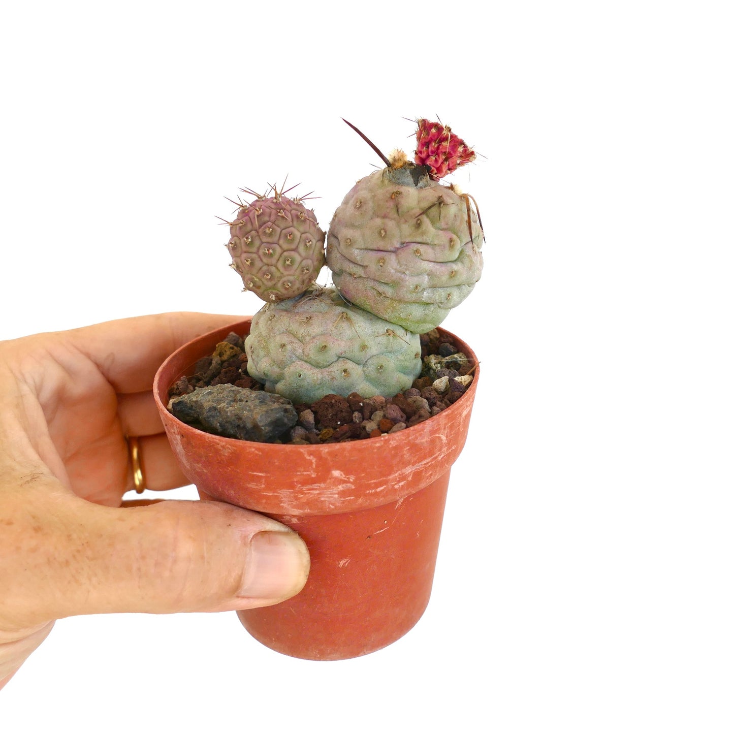 Tephrocactus geometricus BROWN SPINES