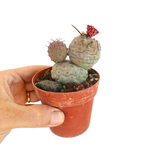 Tephrocactus geometricus BROWN SPINES