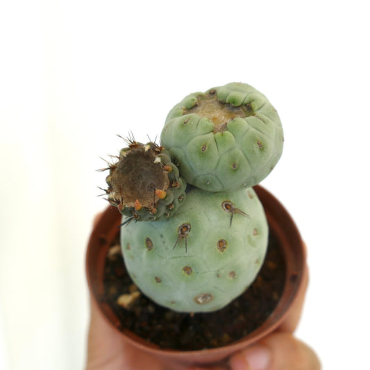 Tephrocactus geometricus