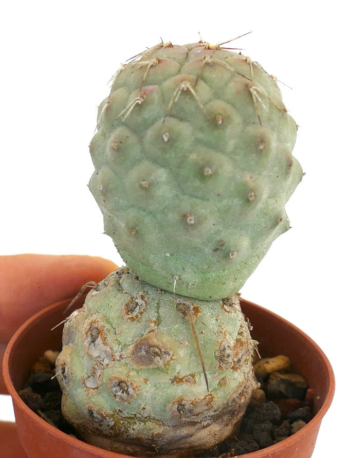 Tephrocactus geometricus BROWN SPINES