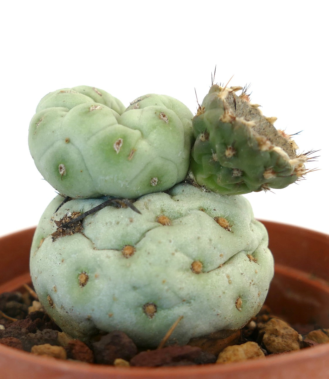 Tephrocactus geometricus