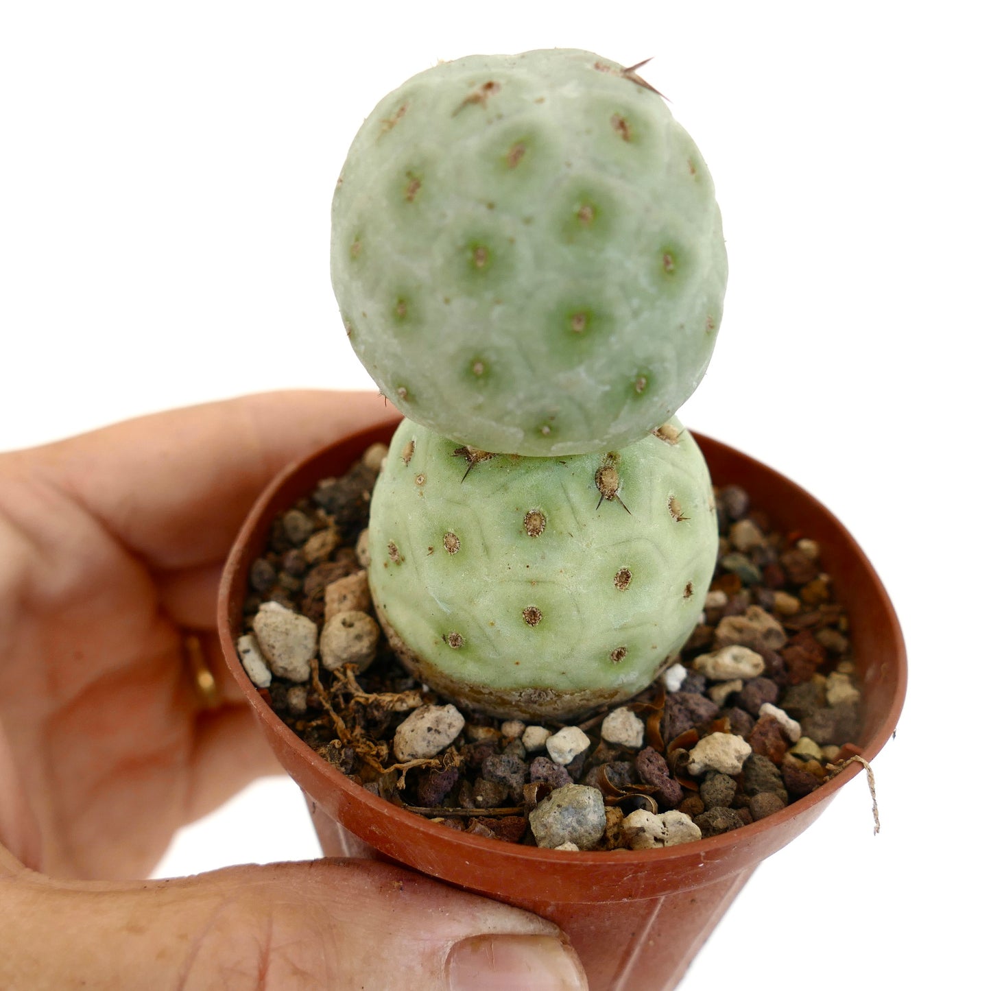 Tephrocactus geometricus