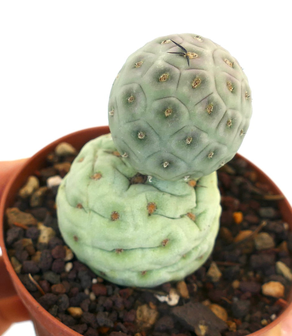 Tephrocactus geometricus