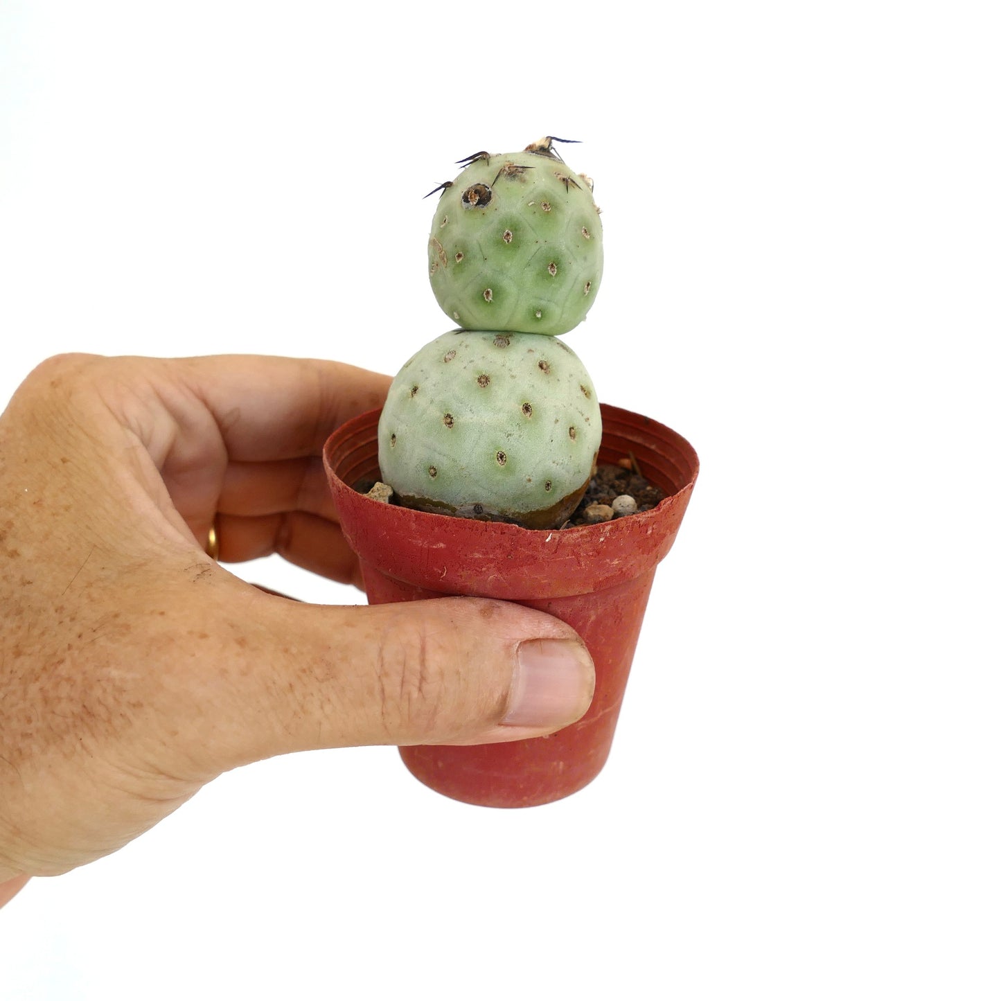 Tephrocactus geometricus BLACK SPINES