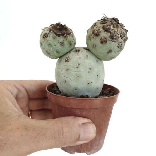 Tephrocactus geometricus